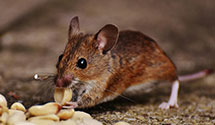 24 Hour & Emergency Exterminators in Josephine, WV